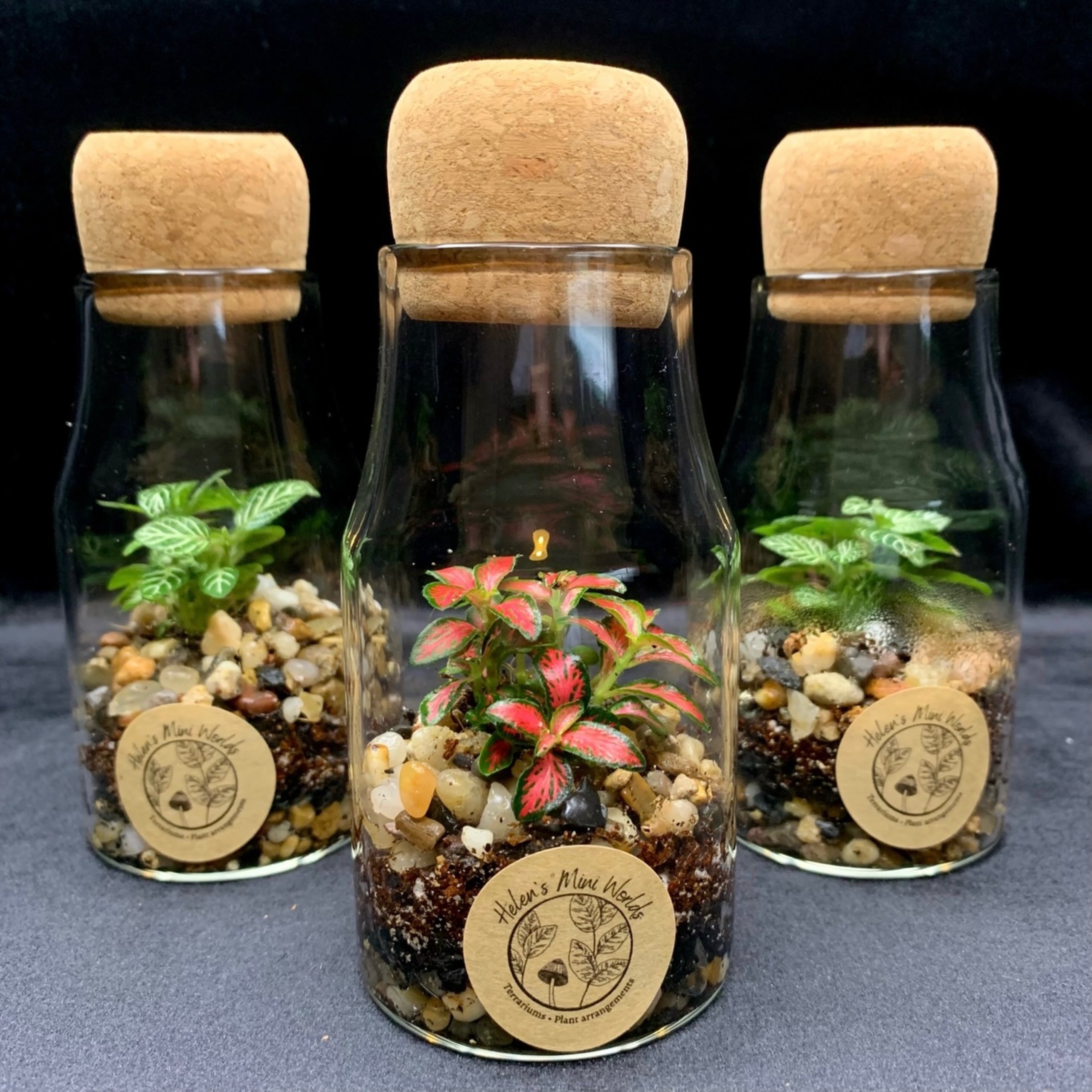 Inspire Terrarium Planted by Nicole Horticulture Studio